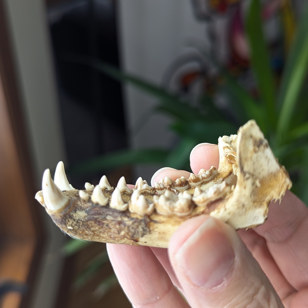 Lower Jawbone of Animal - Small, Possibly Raccoon, Oddity, Skeleton - Picture 11 of 12